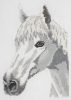 Fehér ló - keresztszemes készlet Anchor 23x16 cm