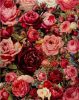 Vintage Rózsák - számfestő készlet kezdőknek (30x40cm)