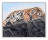 Pihenő tigris 2 - számfestő készlet