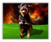 Rottweiler - számfestő készlet