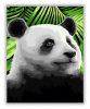 Panda a zöldben - számfestő készlet