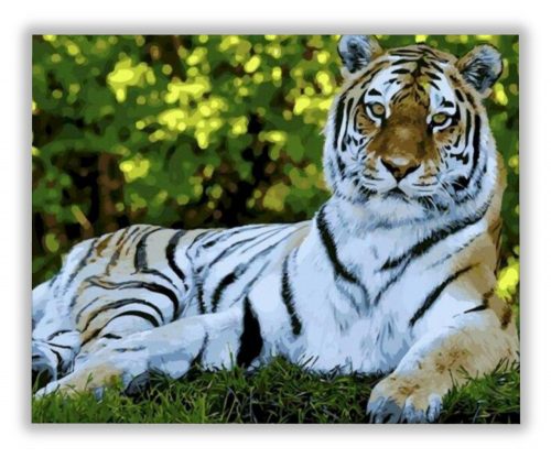 Fekvő tigris - számfestő készlet